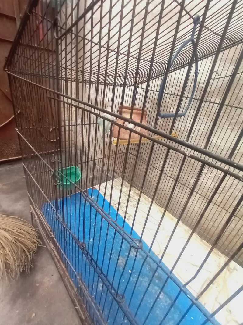 cage ke sath pair hai — photo 5