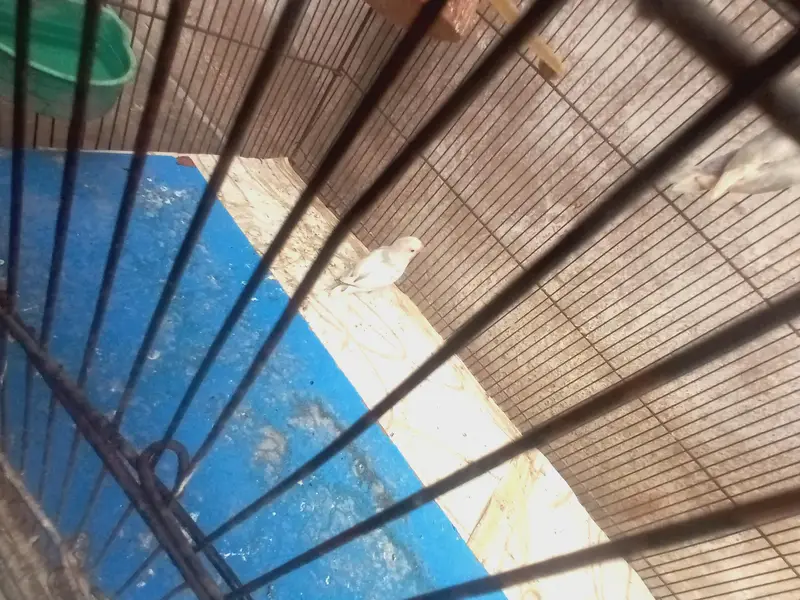 cage ke sath pair hai — photo 6