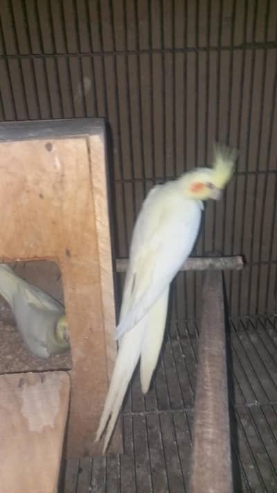 cocktail breeder piar and box and cage  pinjra