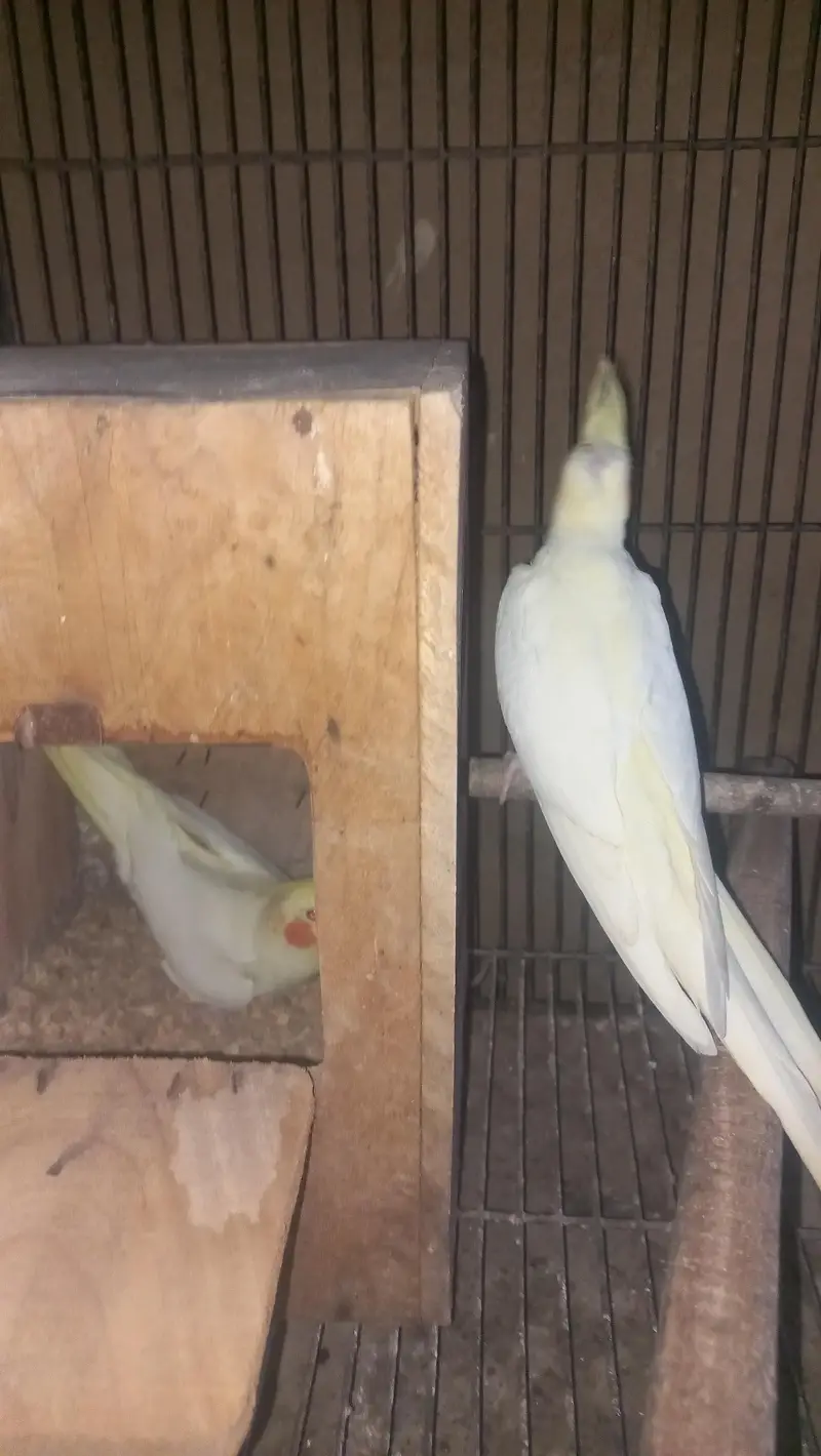 cocktail breeder piar and box and cage  pinjra — photo 2