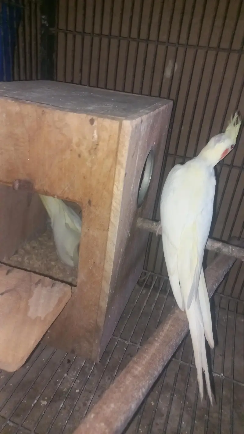 cocktail breeder piar and box and cage  pinjra — photo 3