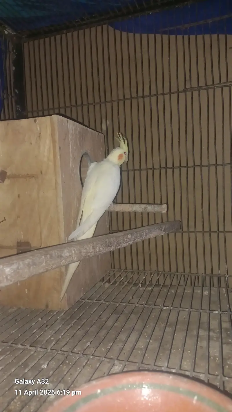 cocktail breeder piar and box and cage  pinjra — photo 4