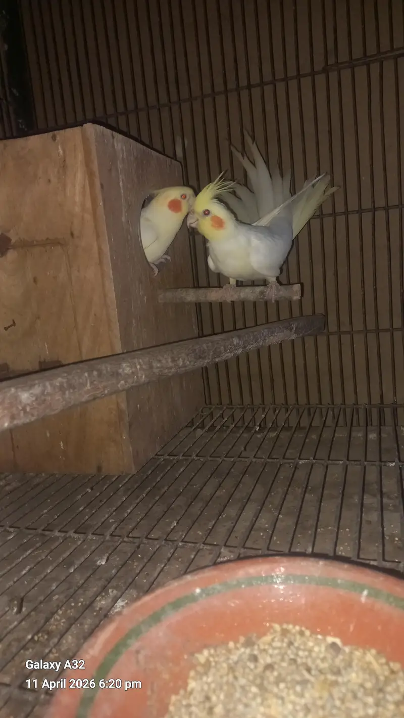 cocktail breeder piar and box and cage  pinjra — photo 5