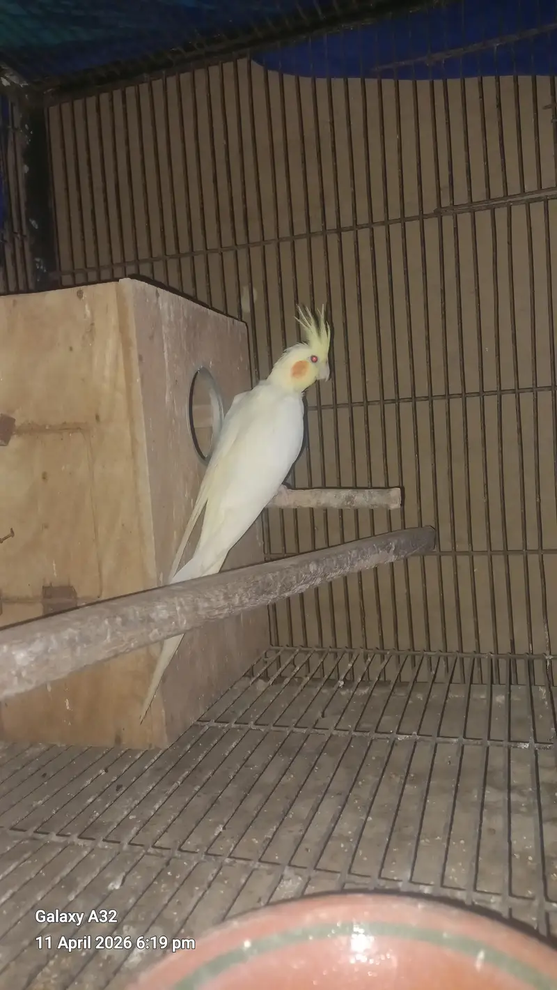 cocktail breeder piar and box and cage  pinjra — photo 6