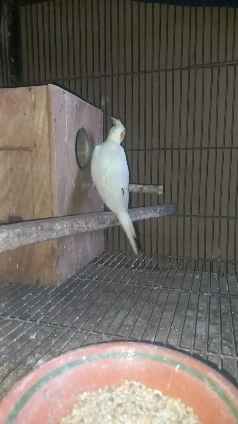 cocktail breeder piar and box and cage  pinjra — photo 7