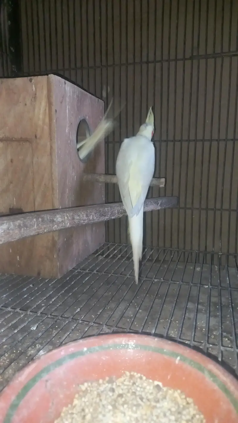 cocktail breeder piar and box and cage  pinjra — photo 8