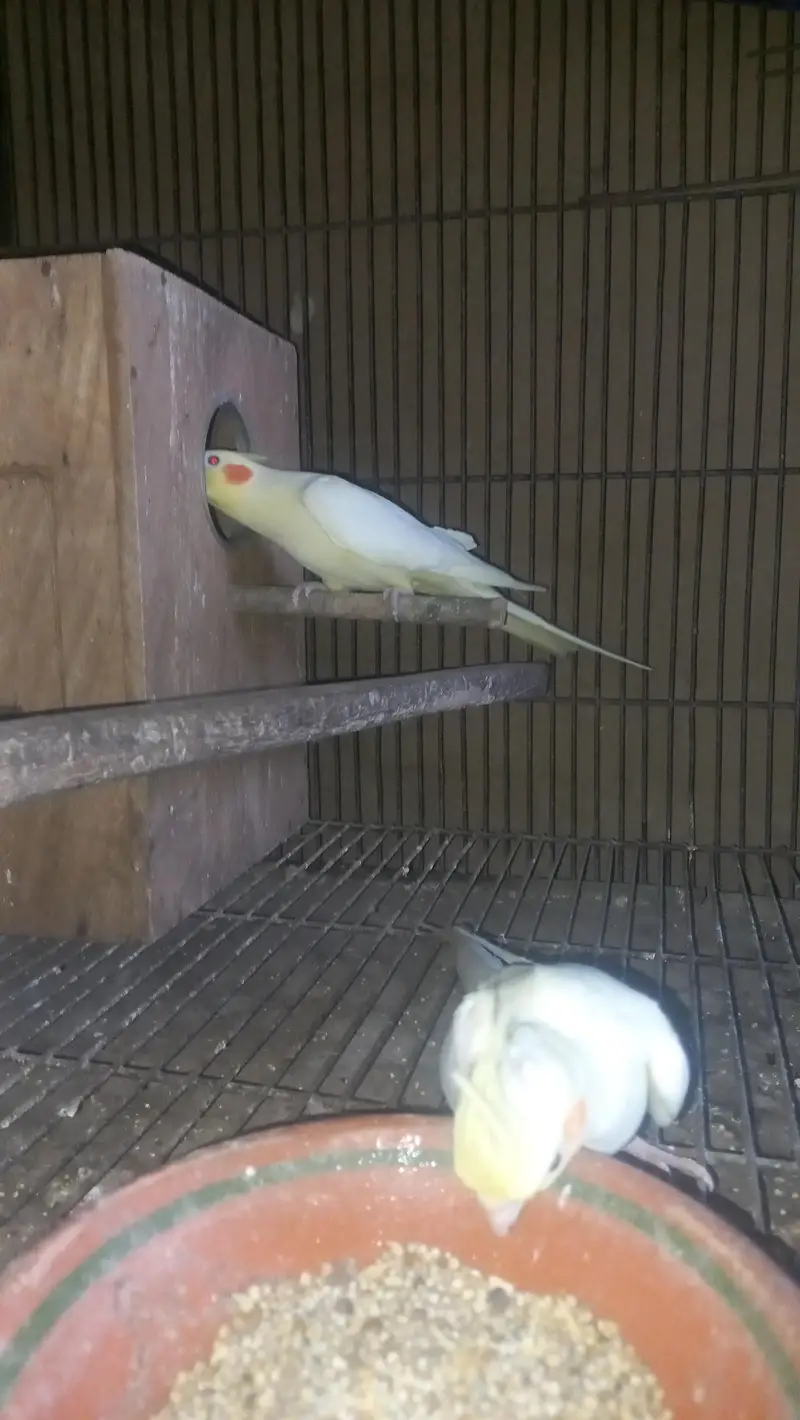 cocktail breeder piar and box and cage  pinjra — photo 9