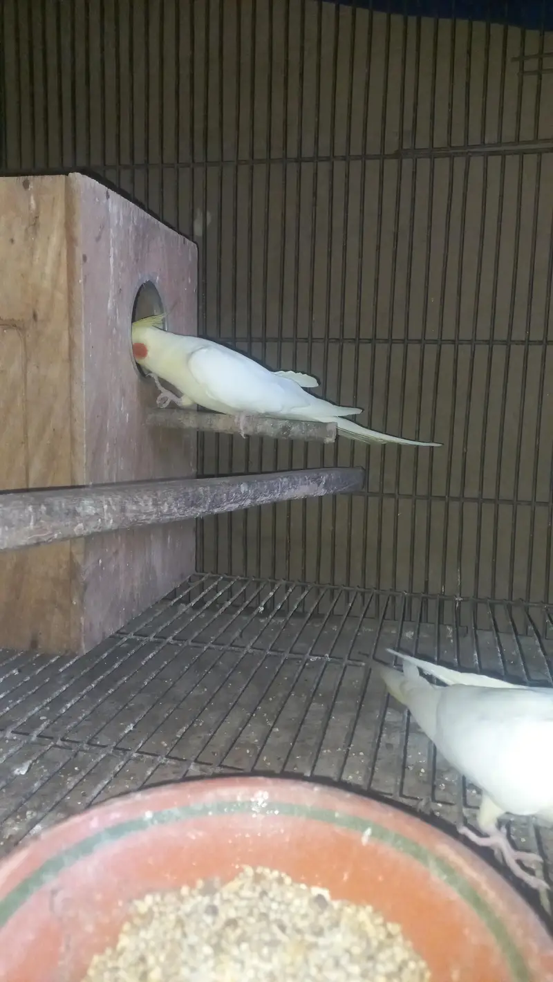 cocktail breeder piar and box and cage  pinjra — photo 10