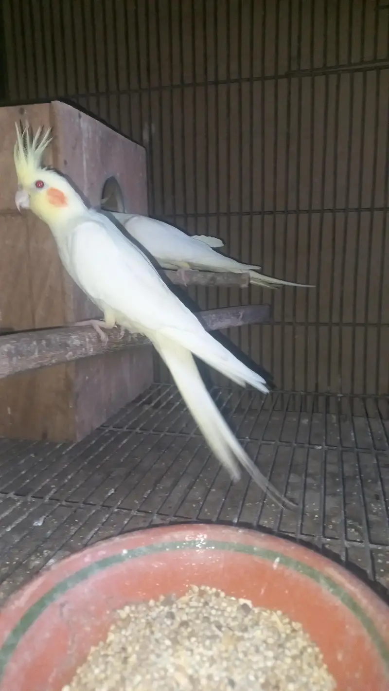 cocktail breeder piar and box and cage  pinjra — photo 11