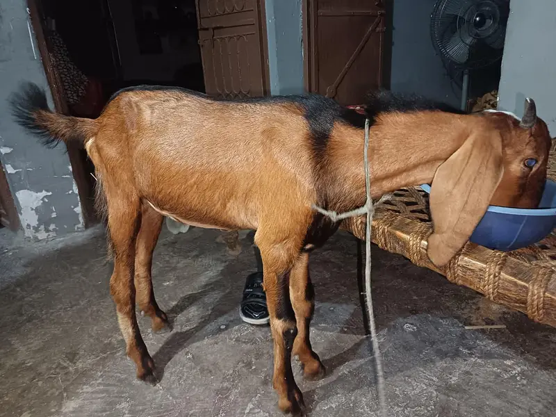 Goat for sale