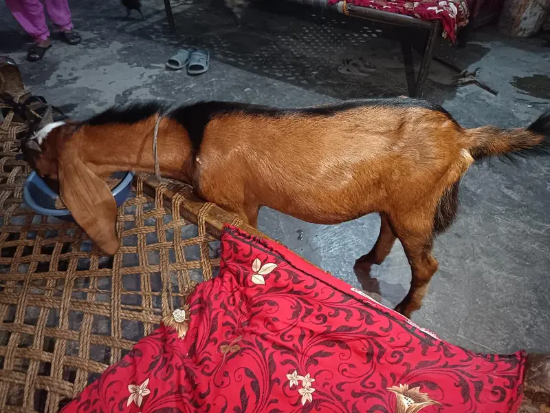 Goat for sale — photo 2