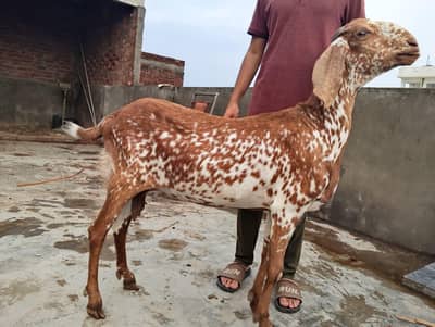 BAKRI OR BKRA FOR SALEE