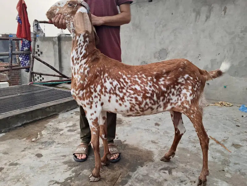 BAKRI OR BKRA FOR SALEE — photo 2
