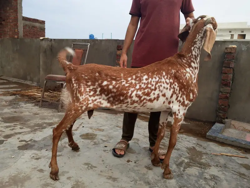 BAKRI OR BKRA FOR SALEE — photo 3