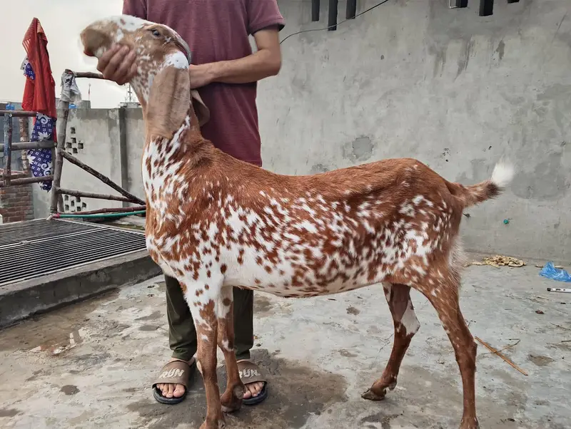 BAKRI OR BKRA FOR SALEE — photo 4