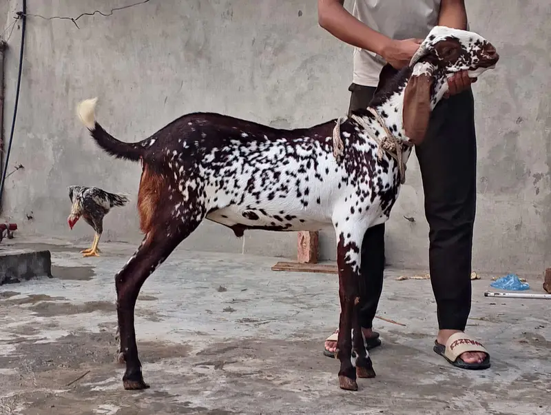 BAKRI OR BKRA FOR SALEE — photo 5