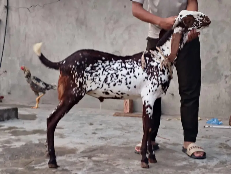 BAKRI OR BKRA FOR SALEE — photo 6