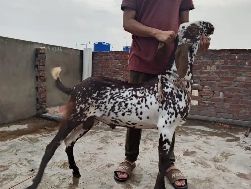 BAKRI OR BKRA FOR SALEE — photo 7