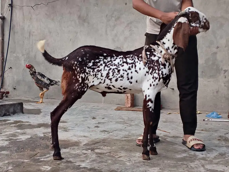 BAKRI OR BKRA FOR SALEE — photo 8