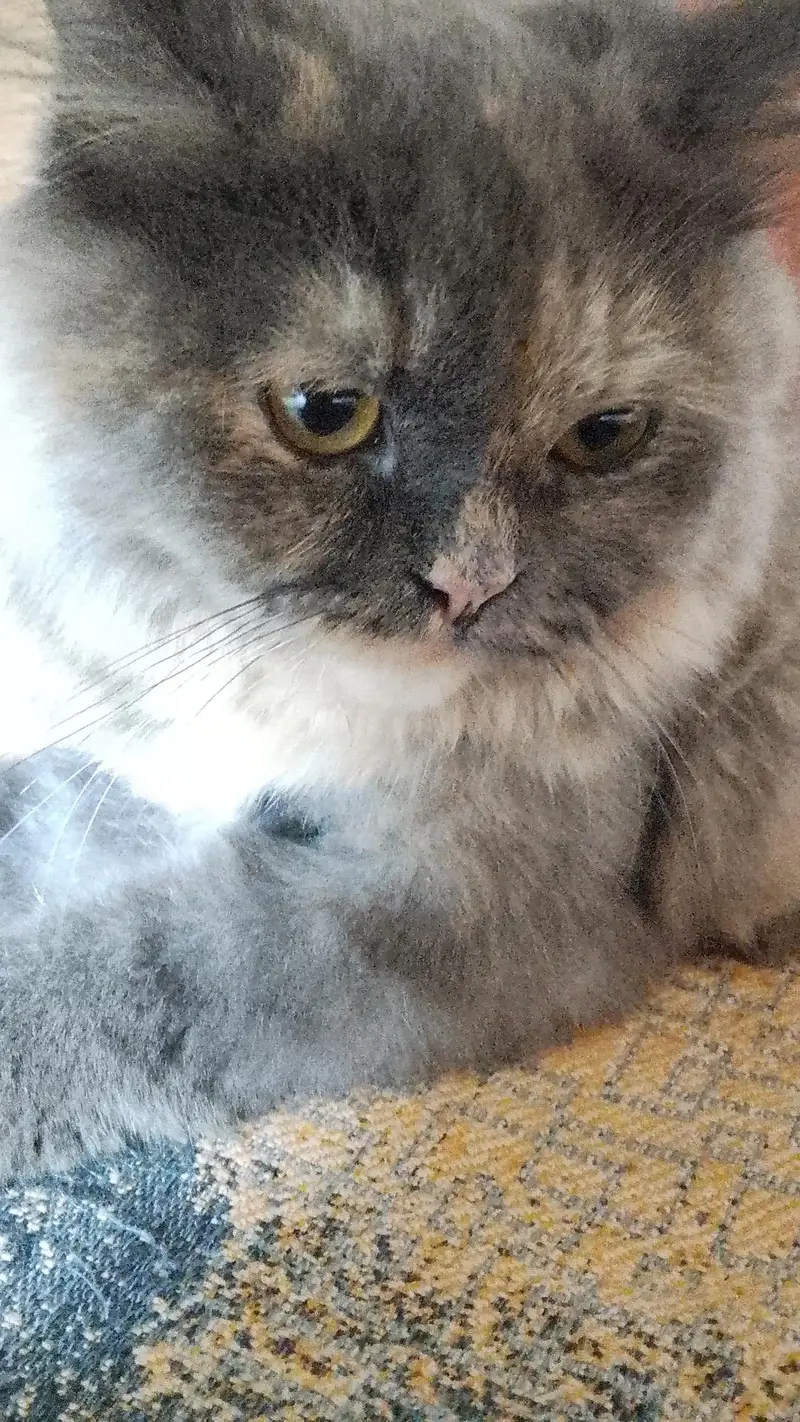 2 female cats Grey color — photo 2