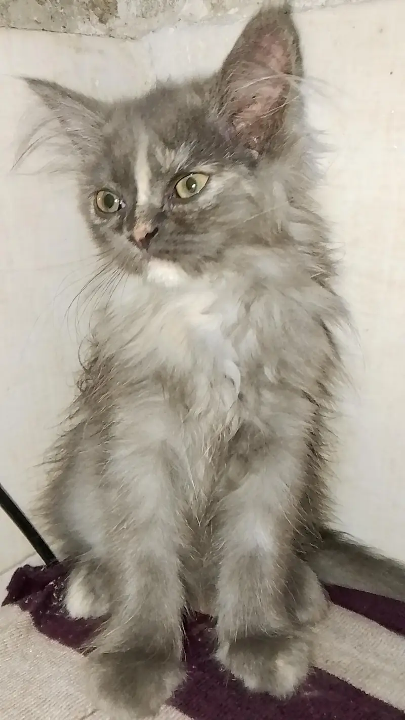 2 female cats Grey color — photo 4