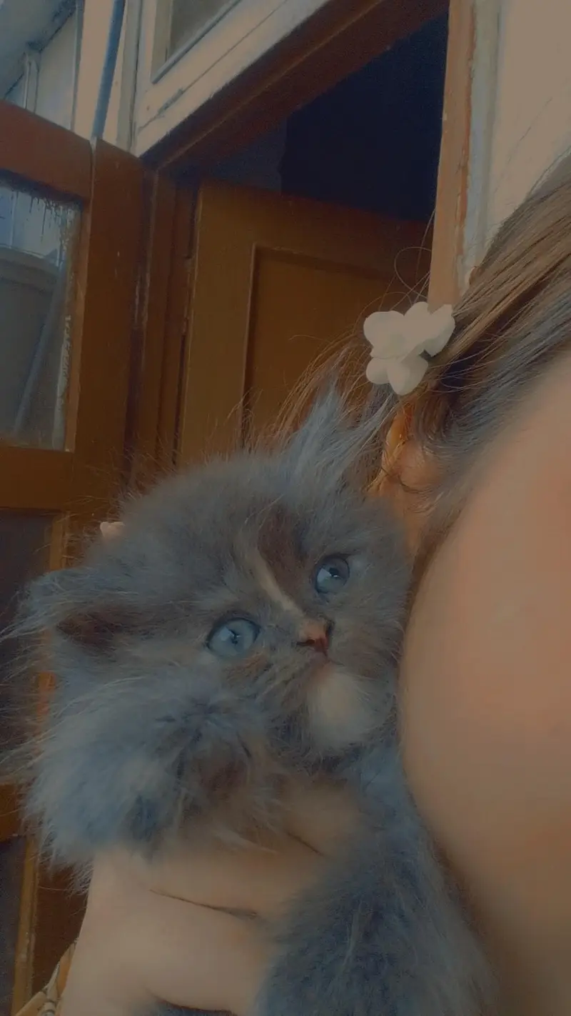 2 female cats Grey color — photo 5