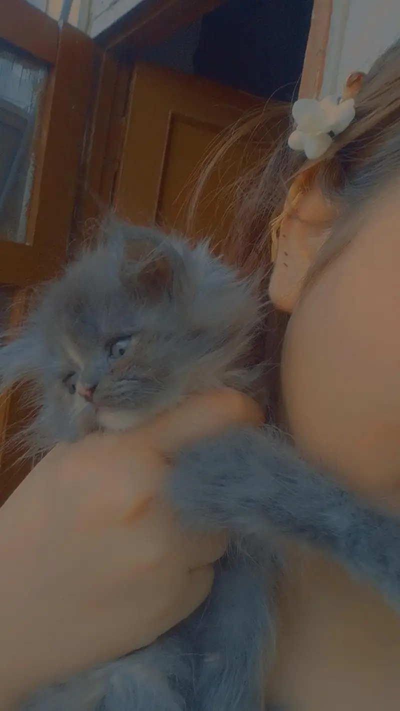 2 female cats Grey color — photo 6