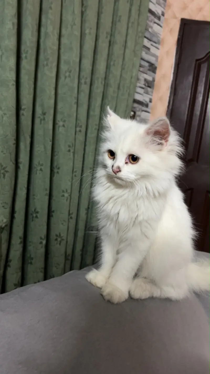 The Persian tripple cotted cat — photo 4