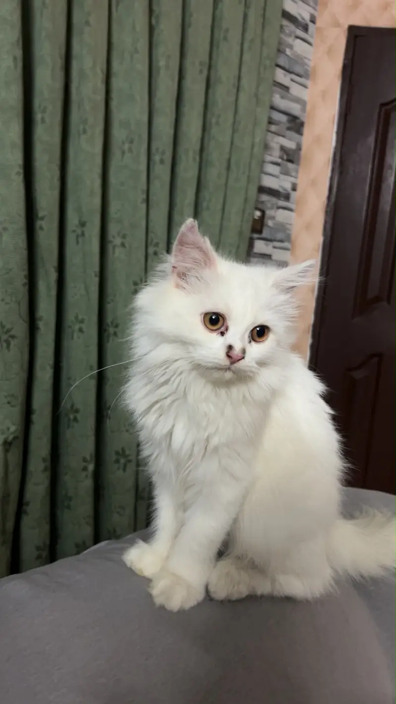 The Persian tripple cotted cat — photo 5