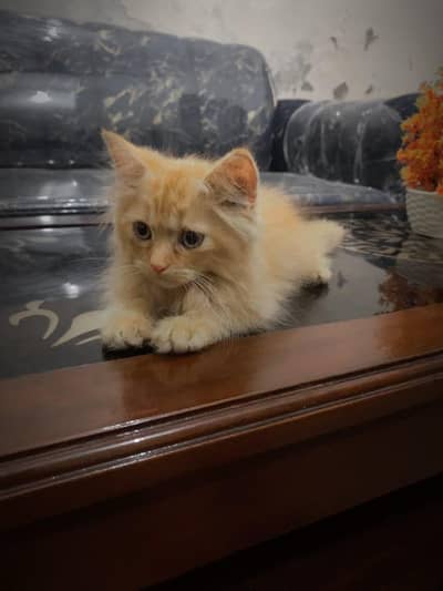 Beautiful Brown Fluffy Kittens for Sale | Healthy & Cute