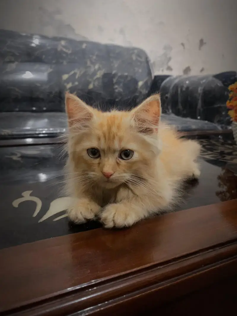Beautiful Brown Fluffy Kittens for Sale | Healthy & Cute — photo 2