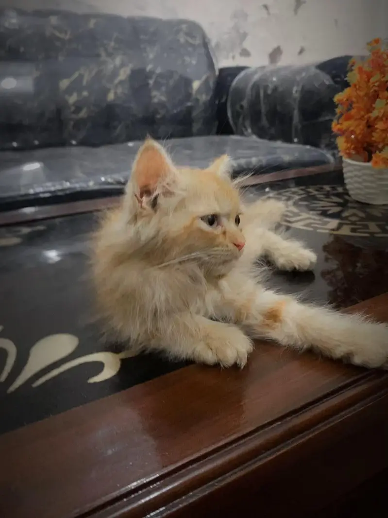 Beautiful Brown Fluffy Kittens for Sale | Healthy & Cute — photo 3