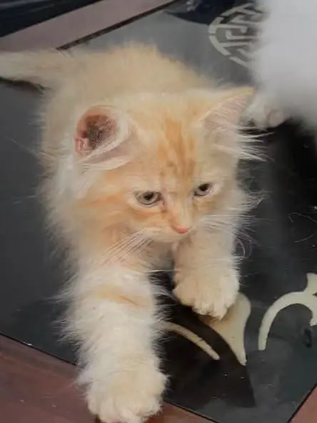 Beautiful Brown Fluffy Kittens for Sale | Healthy & Cute — photo 4