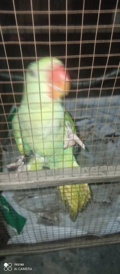 Raw Female for sale