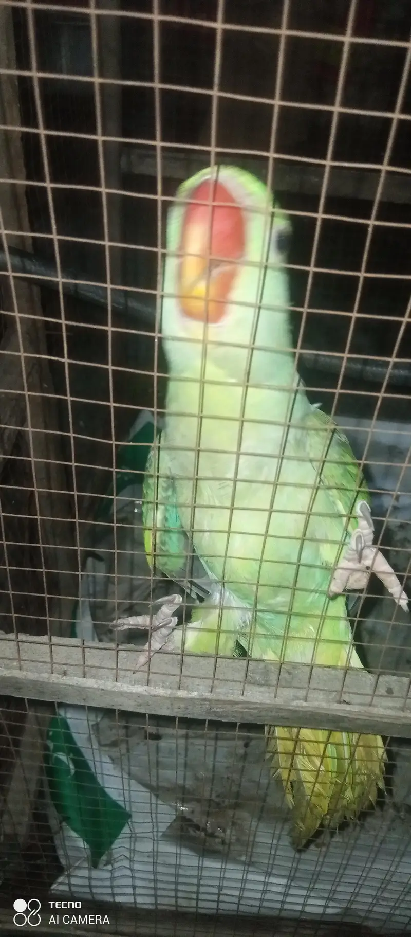 Raw Female for sale — photo 2