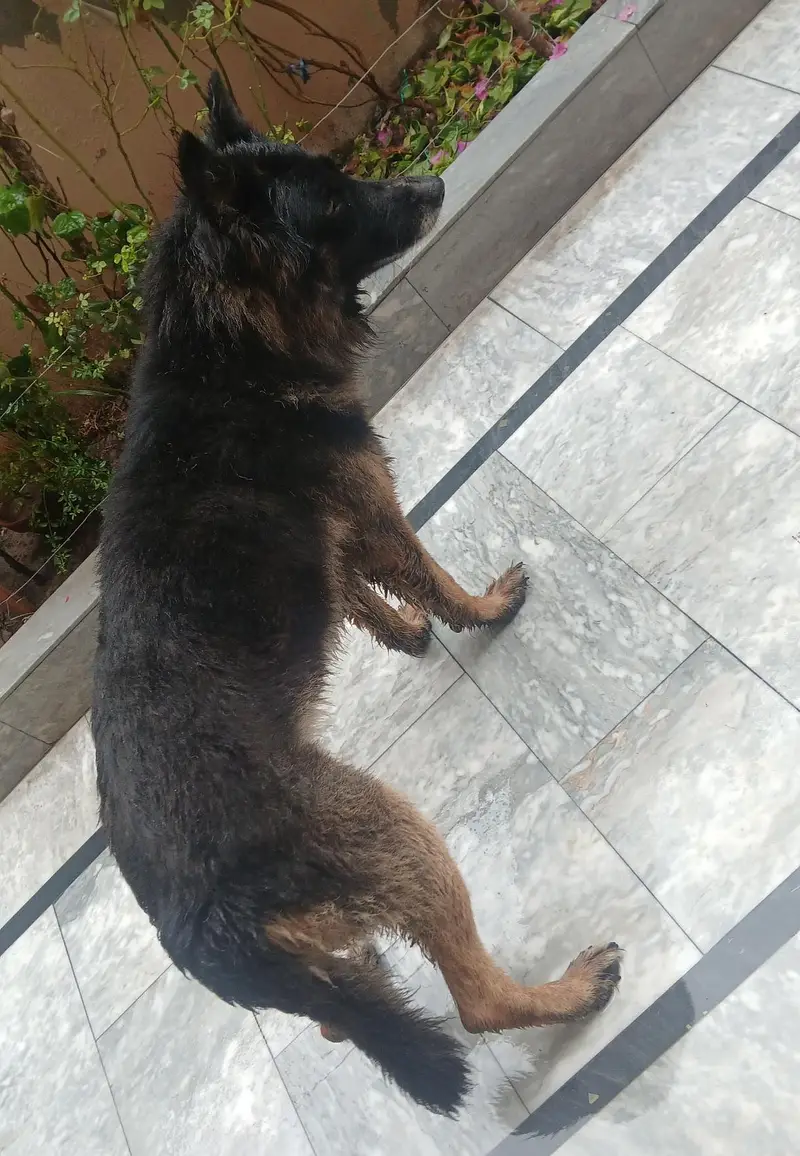 long coat male — photo 3