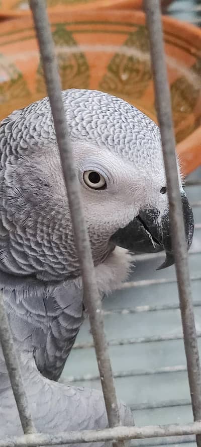 African Grey Parrots