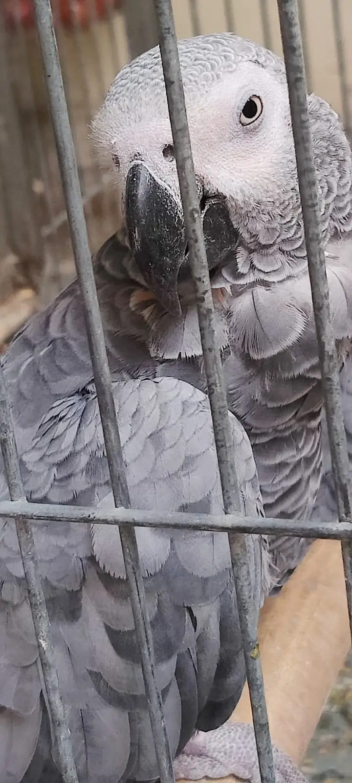 African Grey Parrots — photo 2