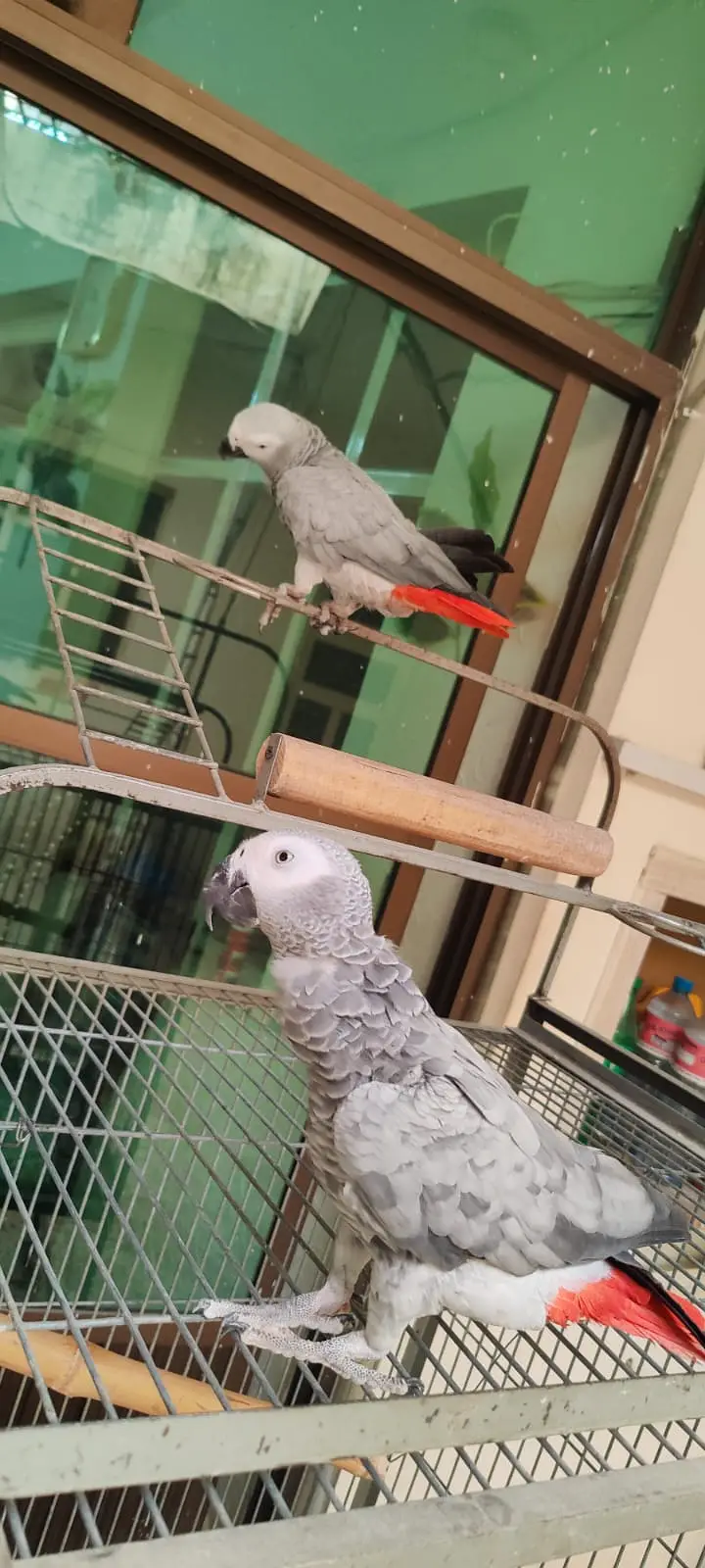 African Grey Parrots — photo 3