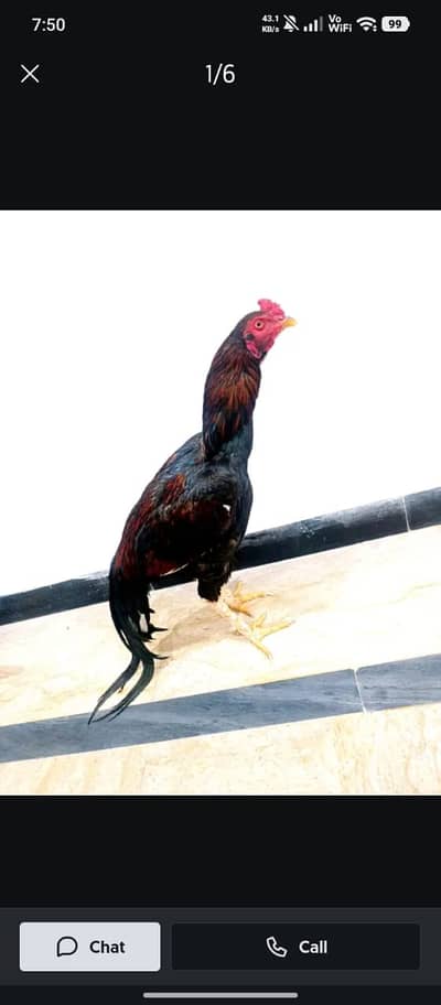 Aseel Mianwali Murgha I Mianwali Aseel Hen I Saleti Murghi