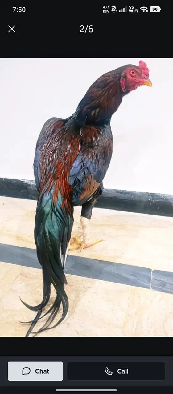 Aseel Mianwali Murgha I Mianwali Aseel Hen I Saleti Murghi — photo 2