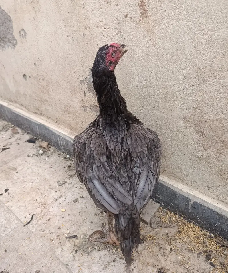 Aseel Mianwali Murgha I Mianwali Aseel Hen I Saleti Murghi — photo 3