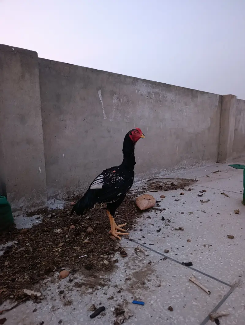 Aseel Mianwali Murgha I Mianwali Aseel Hen I Saleti Murghi — photo 6