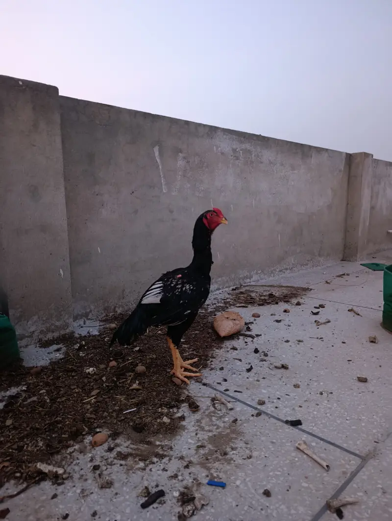 Aseel Mianwali Murgha I Mianwali Aseel Hen I Saleti Murghi — photo 7