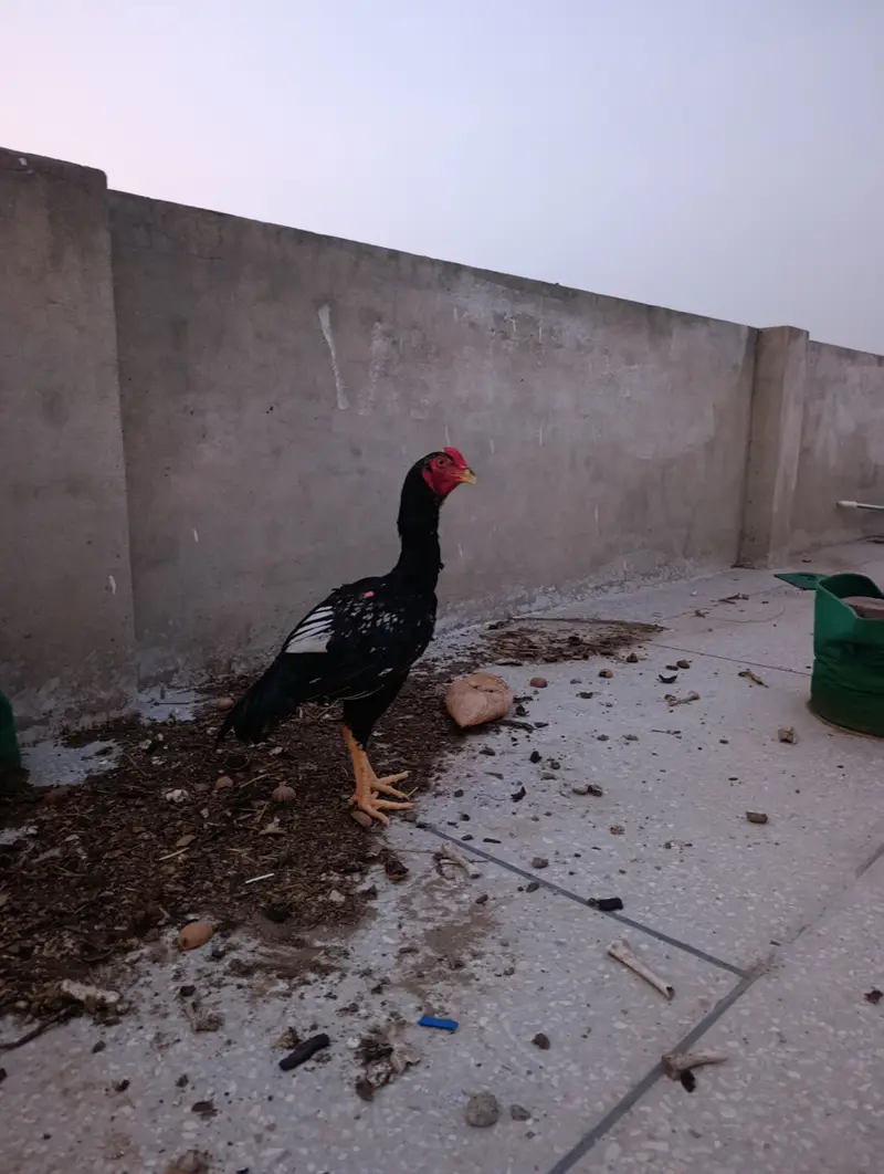 Aseel Mianwali Murgha I Mianwali Aseel Hen I Saleti Murghi — photo 8