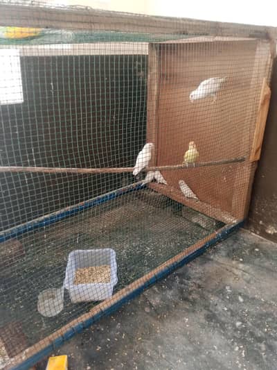 . 3 pairs lovebirds