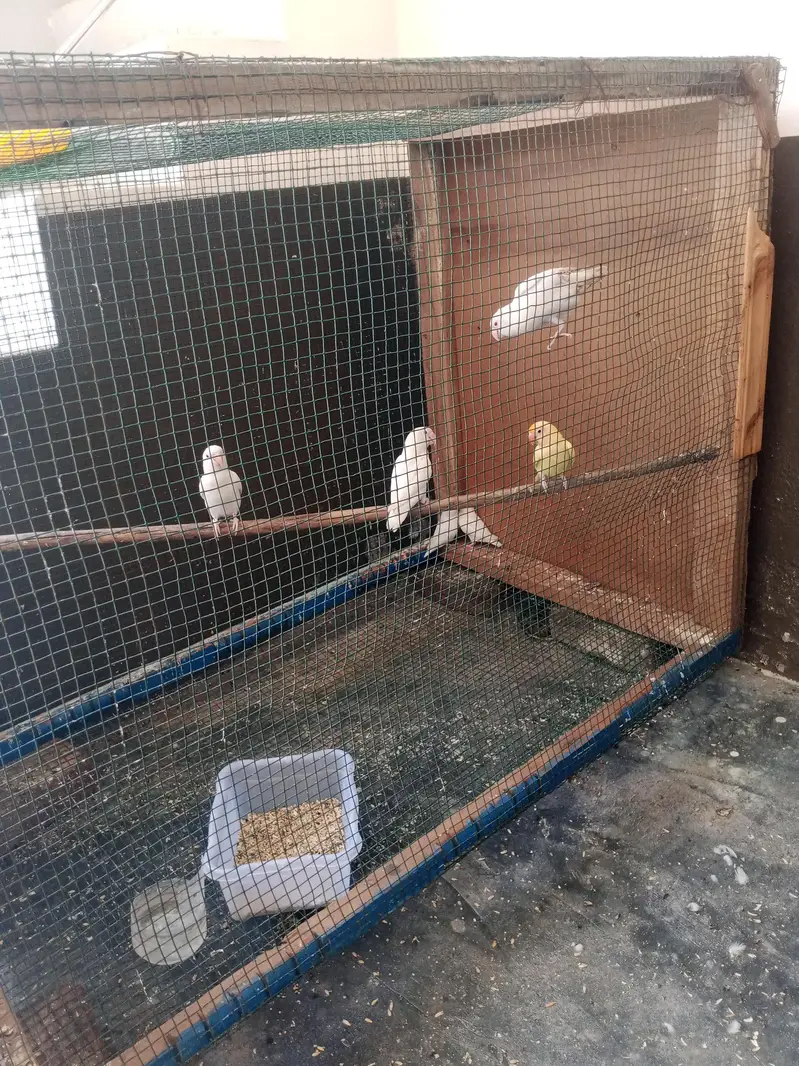 . 3 pairs lovebirds — photo 2