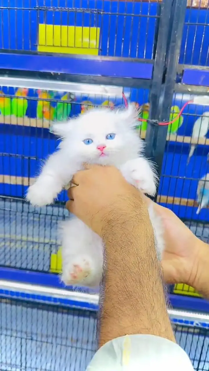 Persian kittens for sale 0346*96*17*159 My Whatsapp number — photo 2