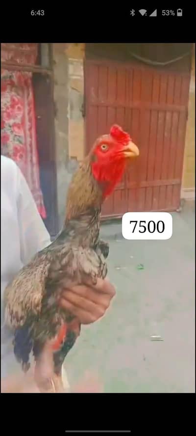total bird breeder white murga one eyes blind ha