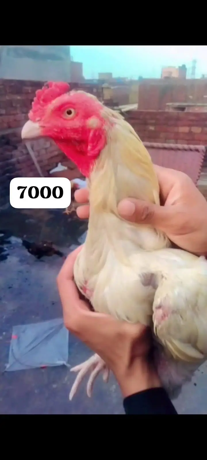 total bird breeder white murga one eyes blind ha — photo 2